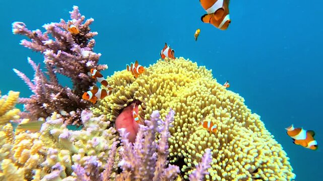 View of vibrant clownfish swimming among colorful sea anemones and coral reefs in the clear waters of Karimunjawa National Park, Karimunjawa, Central Java, Indonesia.