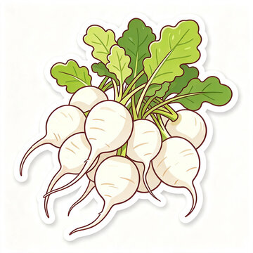 Fresh White Radish Vegetables Bunch Sticker Vector Illustration, White Turnip Daikon Cartoon Icon with Green Leaves Isolated on White Background