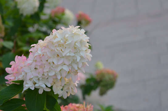 Hydrangea paniculata ' Limelight Prime' creamy-pink color blooming inflorescence. Autumn , nature, growing hydrangea shrub.
