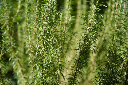 Detailansicht von frischem Rosmarin (Salvia rosmarinus) im Gew&uuml;rzgarten bei Sonnenlicht