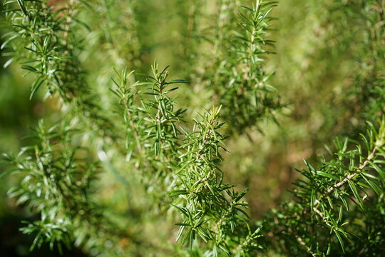 Sonnige Detailaufnahme von frischem Rosmarin (Salvia rosmarinus) im Garten