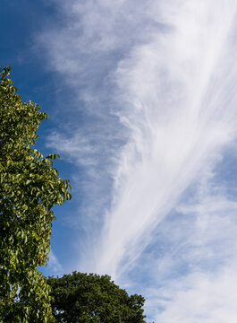 Nuages ciel bleu avec feuillage