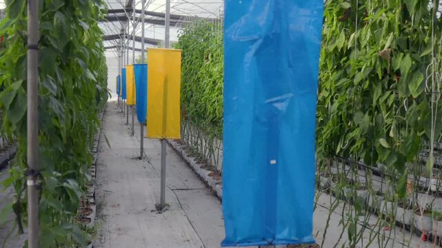 View of pepper plants growing in a greenhouse with blue and yellow sticky insect traps in Tuxpan, Jalisco, Mexico.