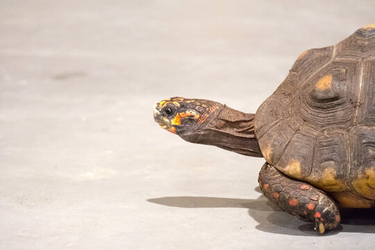 Turtle on the ground
