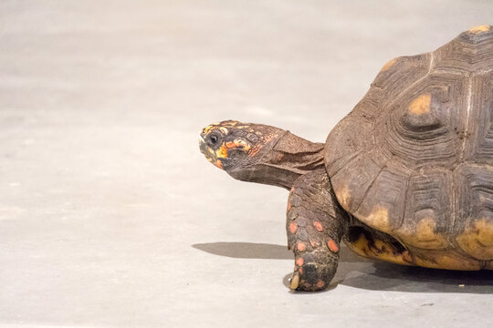 Turtle on the ground