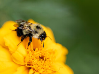 Bumblebee Gathering Pollen On Bright Yellow Flower With Soft Green Background © Wendy