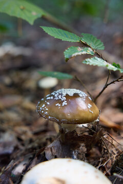 Brown Mushroom with White Spots Growing in the Forest with Green Leaves