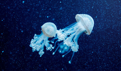 Australian spotted jellyfish phyllorhiza punctata in natural marine habitat © Minakryn Ruslan 