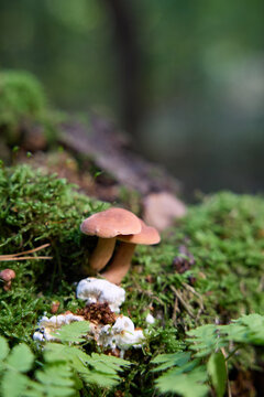 Small Wild Mushrooms Growing on Mossy Log in a Lush Green Forest