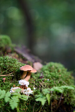 Small Wild Mushrooms Growing on Mossy Log in a Lush Green Forest