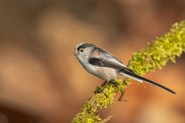 Long-tailed Tit (Aegithalos caudatus) perched on a moss-covered branch in a natural woodland habitat, surrounded by soft foliage and a peaceful, atmospheric background.  © Simone