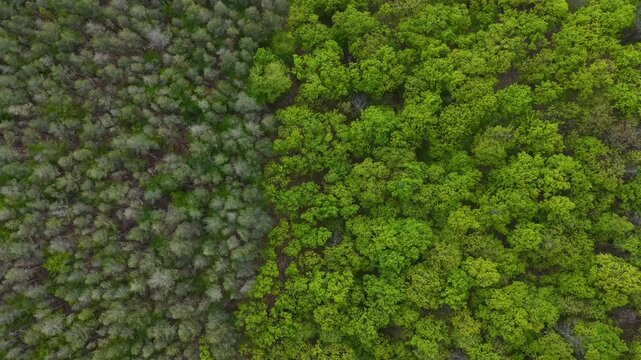 Aerial Top View of Coniferous and Deciduous Forest