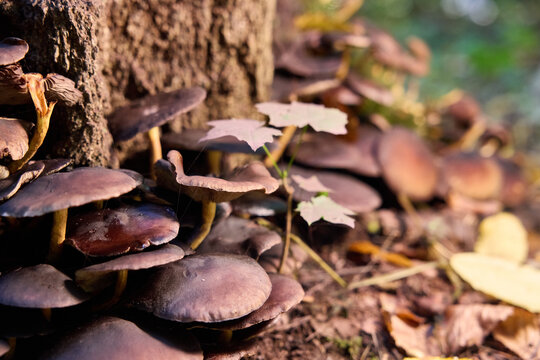 Cluster of Wild Brown Mushrooms Growing on a Mossy Tree Trunk in the Forest
