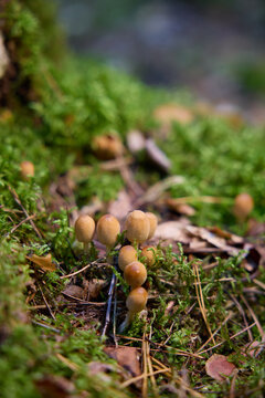 Small Round Wild Mushrooms Growing on Mossy Forest Floor 