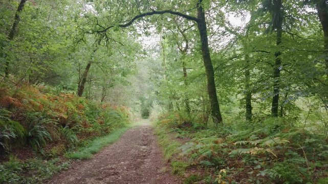 View of a woodland path with lush ferns, fungi, and a forest school shelter built from branches and logs in Looe, Cornwall, United Kingdom.