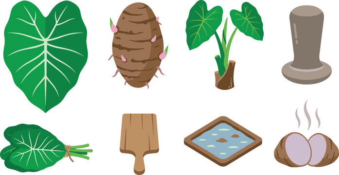 Taro root agricultural cultivation and traditional poi cooking icon vector set featuring elephant ear leaves, corm plant, wooden pounder, board, and steaming food