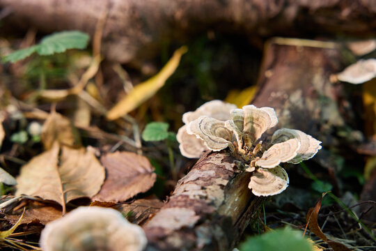 Shelf Fungi Growing on a Fallen Log in the Autumn Forest