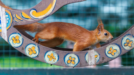 Obraz premium Red squirrel runs across a decorative curved structure
