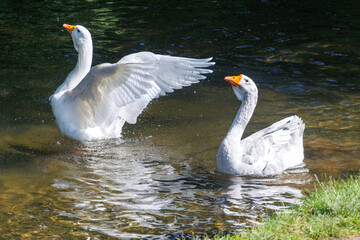 Two white geese swim in clear, shallow water © schankz