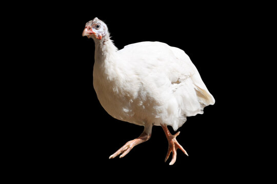 White guinea fowl stands against a black background
