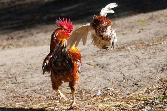 Two roosters engage in a fierce, dynamic confrontation