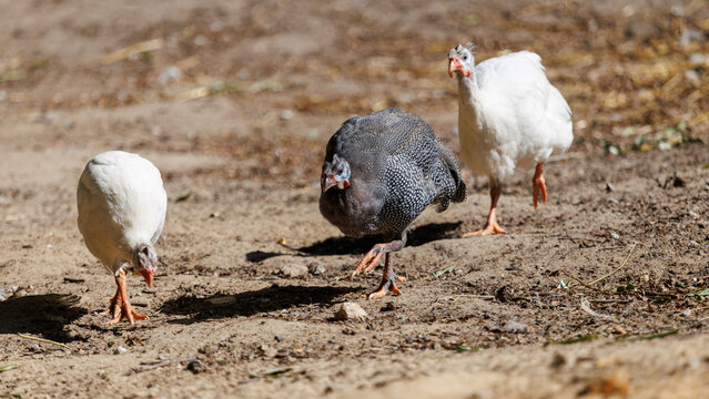 Three guinea fowl walk across dry, sunlit earth