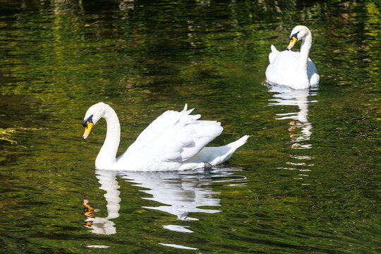Two elegant white swans glide on calm, green water