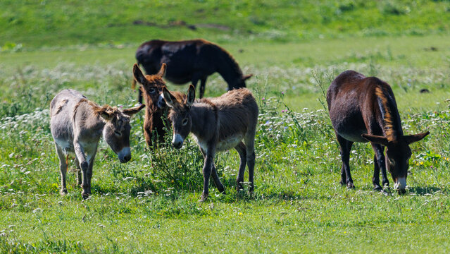 Sunlit field with grazing donkeys