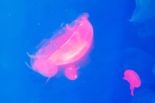 Pink jellyfish float in deep blue water