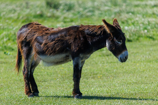 Brown donkey stands in sunlit grassy field