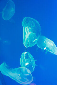 Transparent jellyfish drift through deep blue water