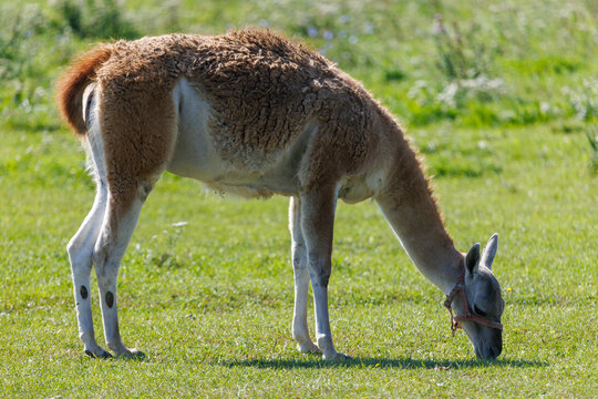 Lama grazes in bright green pasture