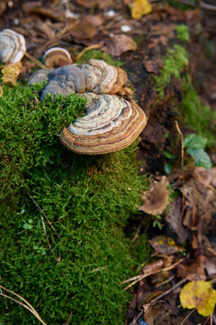 Bracket Fungi and Shelf Mushrooms Growing on Mossy Wood in Autumn Forest 