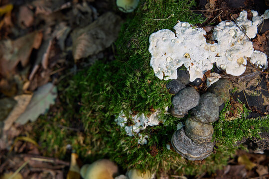 Grey and White Bracket Fungi Growing on a Mossy Tree Trunk in the Forest