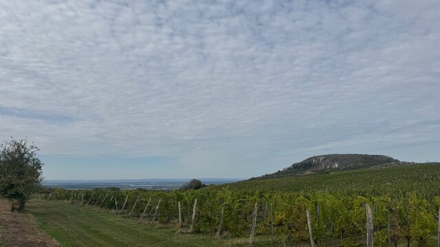 Vineyards Beneath a Rocky Hill in Palava, South Moravia, Czech Republic
