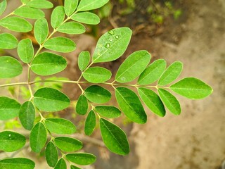 Fresh green Moringa oleifera leaves with dew drops, macro close-up shot showcasing natural organic superfood plant foliage for health, wellness, and botanical background. © Kang bejoo 