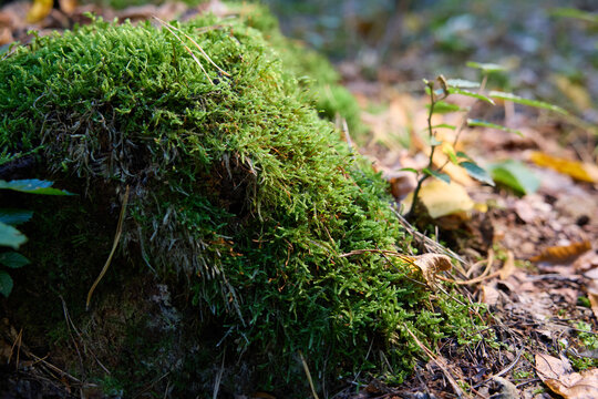 Close-up of Green Moss Growing on a Tree Trunk in a Fall Forest