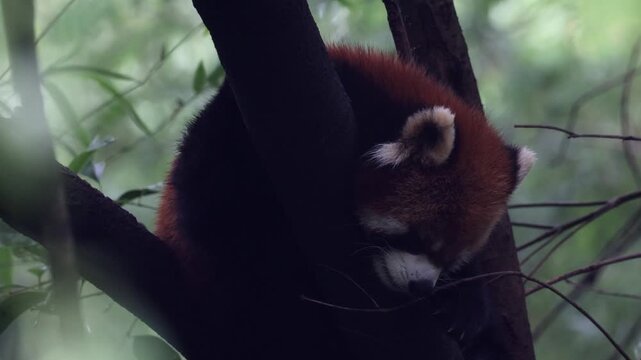View of a red panda sleeping in a tree at the Chengdu Research Base of Giant Panda Breeding in Chengdu, Sichuan, China.