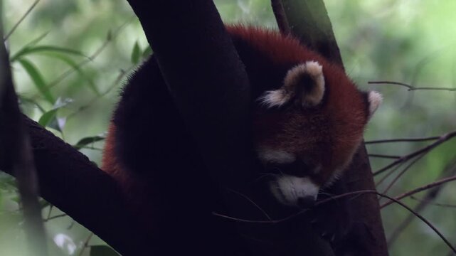 View of a red panda sleeping in a tree at the Chengdu Research Base of Giant Panda Breeding in Chengdu, Sichuan, China.