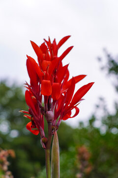 Vibrant Red Canna Lily Flower Blooming with Blurred Green Background