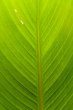 Close up of Vibrant Green Leaf Texture with Parallel Veins and Backlight