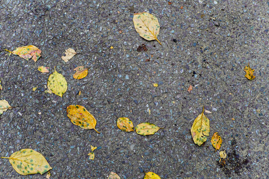 Fallen Yellow Leaves with Dark Spots Scattered on Textured Asphalt Pavement