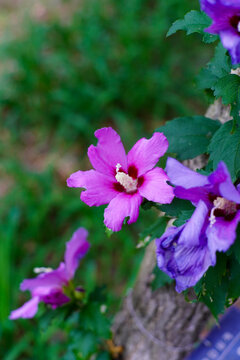 Vibrant Purple Hibiscus Flower Blooming in a Lush Green Garden