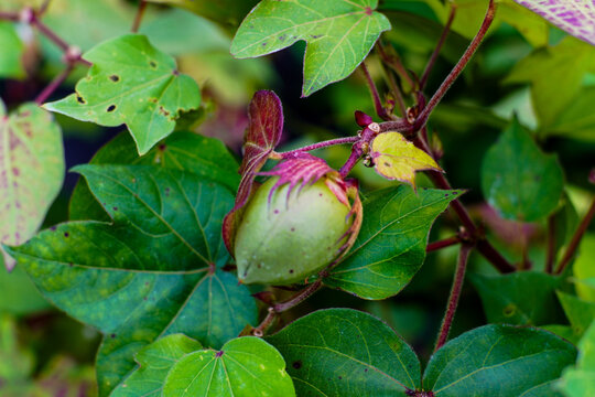 Unripe Green Cotton Boll Growing on a Plant Surrounded by Lush Green Leaves