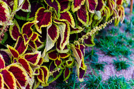 Vibrant Coleus Plant Foliage with Striking Maroon and Chartreuse Edges