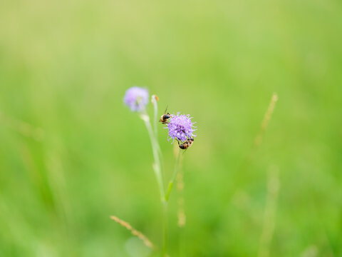 Macro view of a bee collecting pollen on a flower. Green blurred grass background in summer daylight.