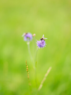 Vertical photo. Macro view of a bee collecting pollen on a flower. Green blurred grass background in summer daylight.