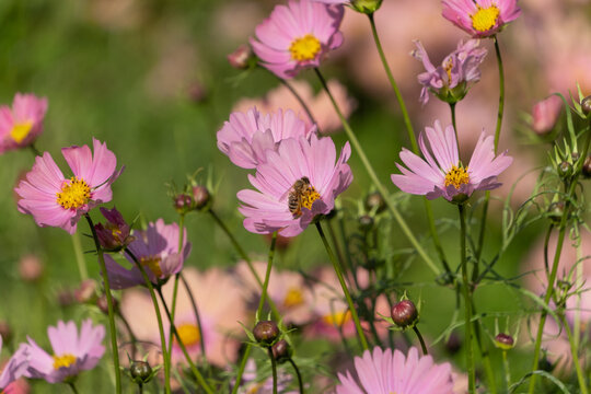 Honey bee collecting nectar on pink cosmos flowers blooming in autumn garden under bright sunlight