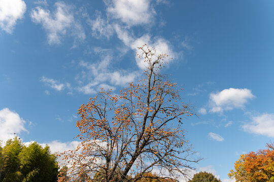 Persimmon tree with ripe orange fruits against clear blue sky with white clouds in autumn park landscape