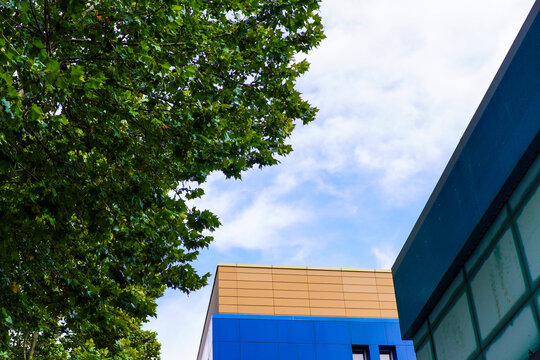 Green Tree Leaves Contrasting with Modern Blue and Orange Building
